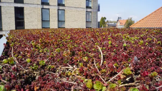 Sedum auf dem Dach vermittelt das Gefühl, auf einen Garten zu blicken