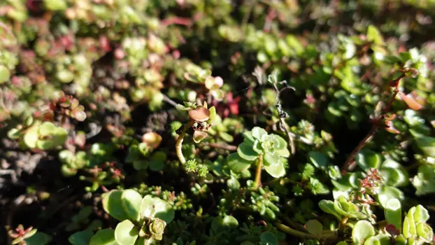 Sedum ist gut für Insekten und kann größere Mengen Wasser binden