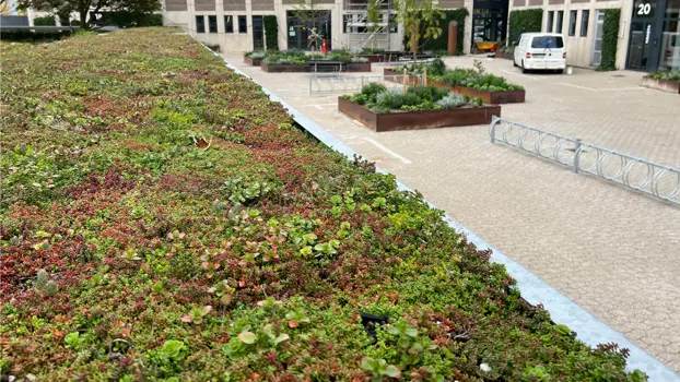 Sedum ist nicht nur schön anzuschauen, sondern auch gut für Insekten