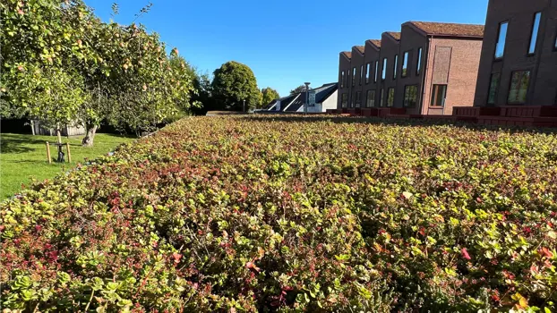 Dachbegrüngung aus Sedum auf dem Dach von UNA-Carports