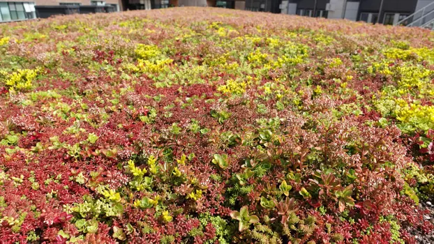 Sedum wirkt sich positiv auf die Umwelt aus, da es größere Wassermengen binden kann